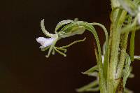 Image of Habenaria macrostele