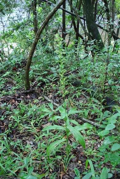 Habenaria malacophylla image