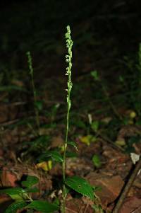 Image of Habenaria petitiana