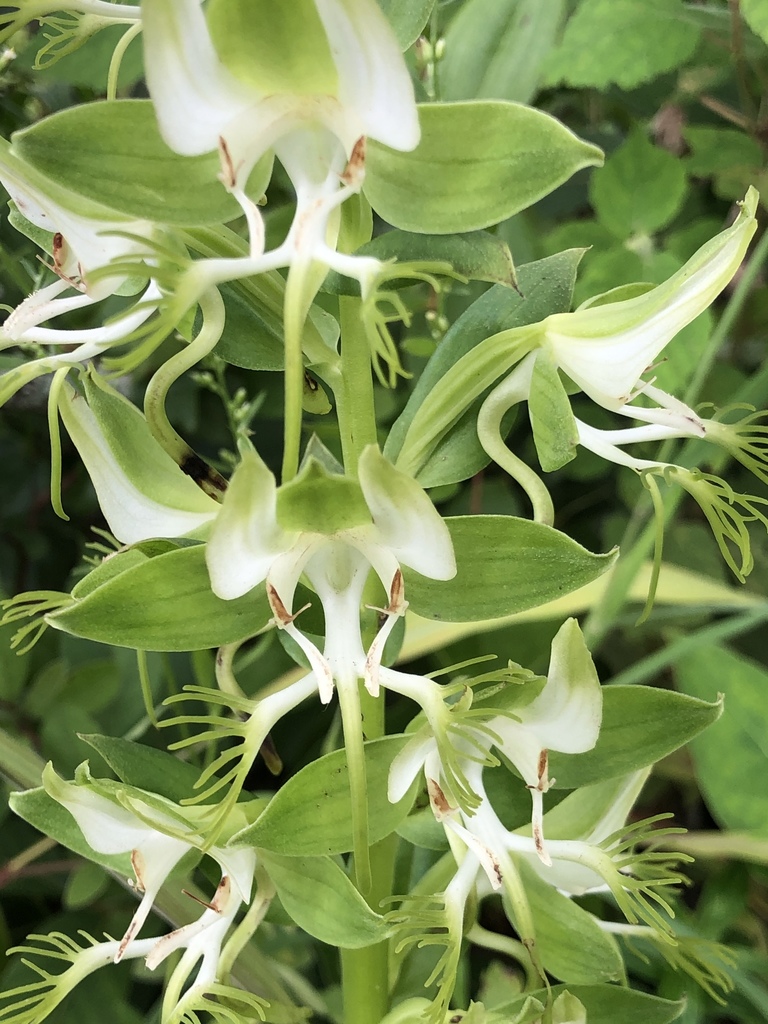 Habenaria praestans image