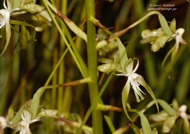 Habenaria schimperiana image