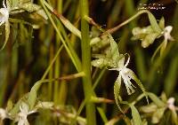 Image of Habenaria schimperiana