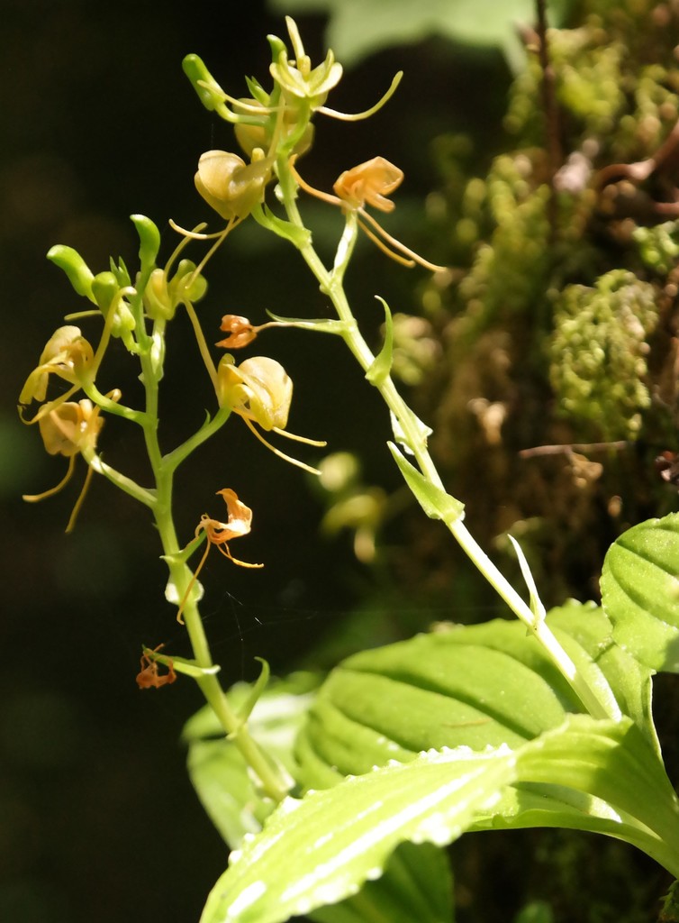 Liparis bowkeri image
