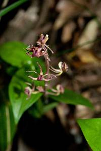 Image of Liparis nervosa