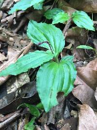 Image of Malaxis welwitschii
