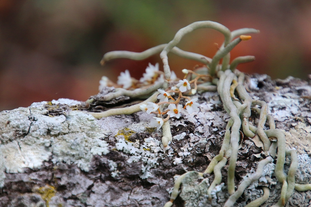 Microcoelia globulosa image
