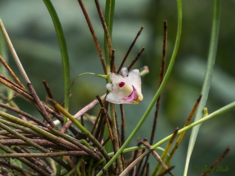 Polystachya aconitiflora image