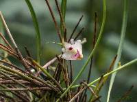 Image of Polystachya aconitiflora