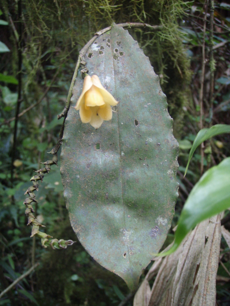 Polystachya caloglossa image