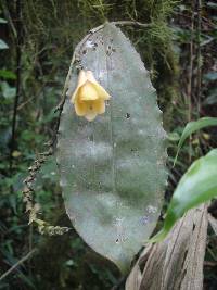 Image of Polystachya caloglossa