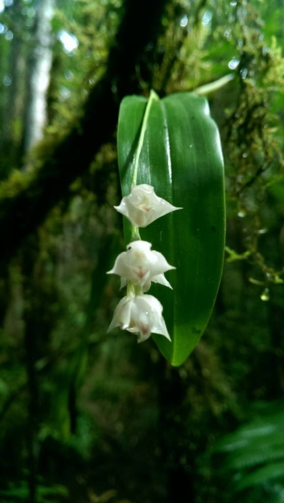 Polystachya cultriformis image