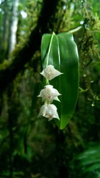 Image of Polystachya cultriformis