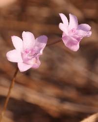 Image of Polystachya dendrobiiflora