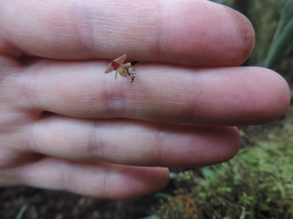 Polystachya dewanckeliana image