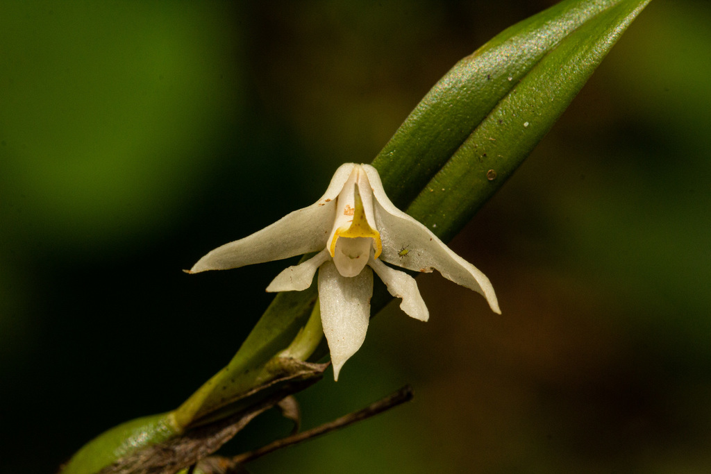 Polystachya fallax image