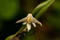 Image of Polystachya fallax
