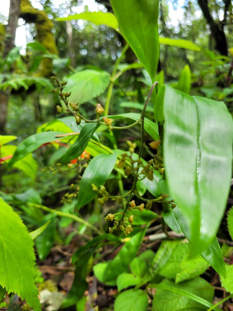 Polystachya fusiformis image
