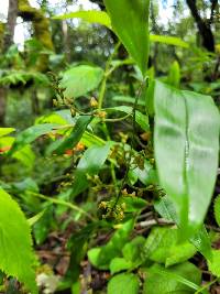 Image of Polystachya fusiformis