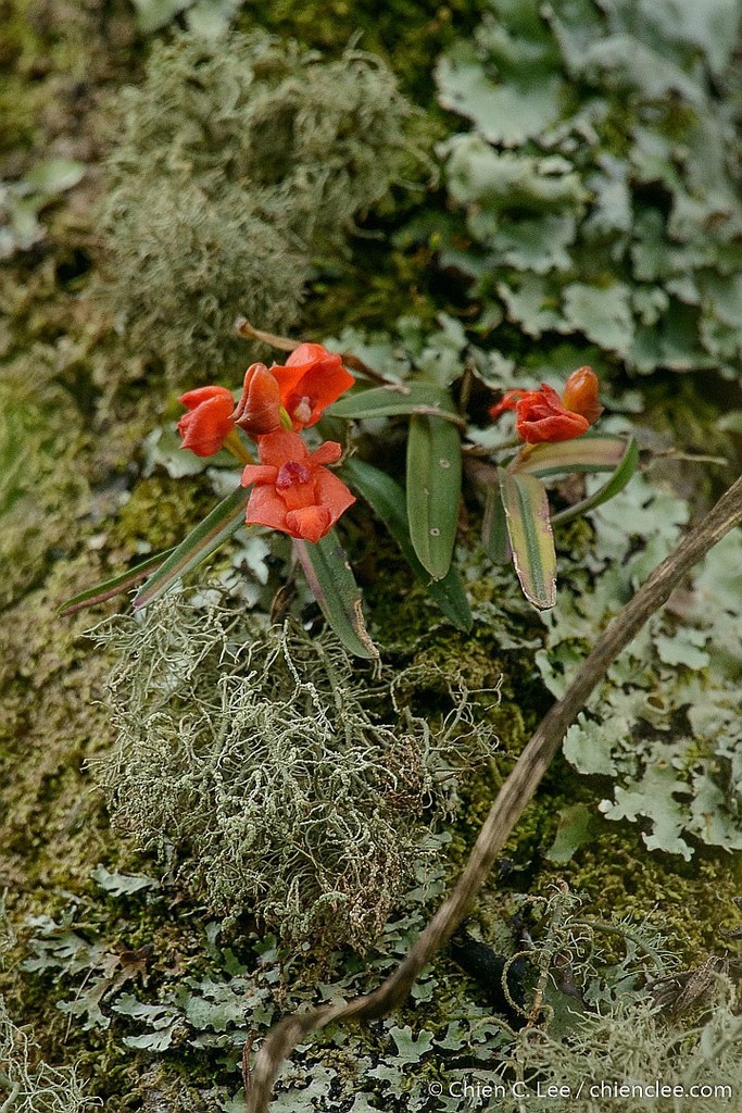 Polystachya kermesina image