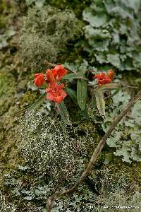 Image of Polystachya kermesina