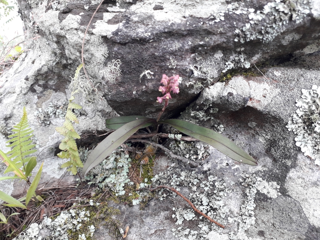 Polystachya modesta image