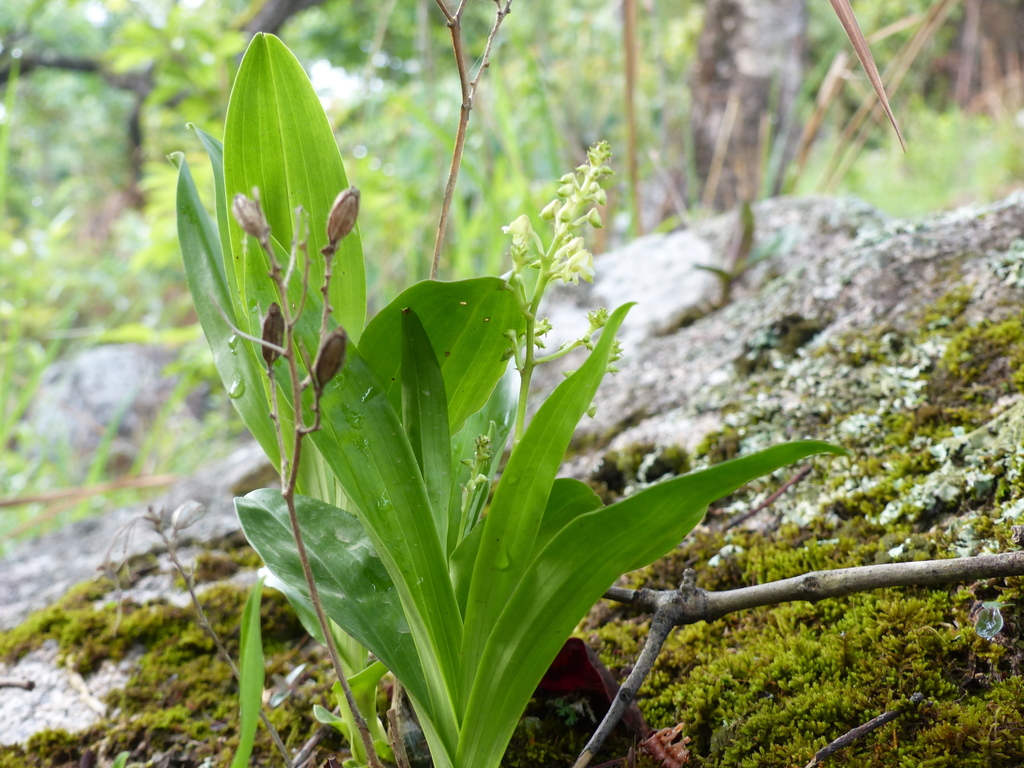 Polystachya odorata image