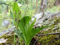 Image of Polystachya odorata