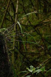 Image of Polystachya pamelae