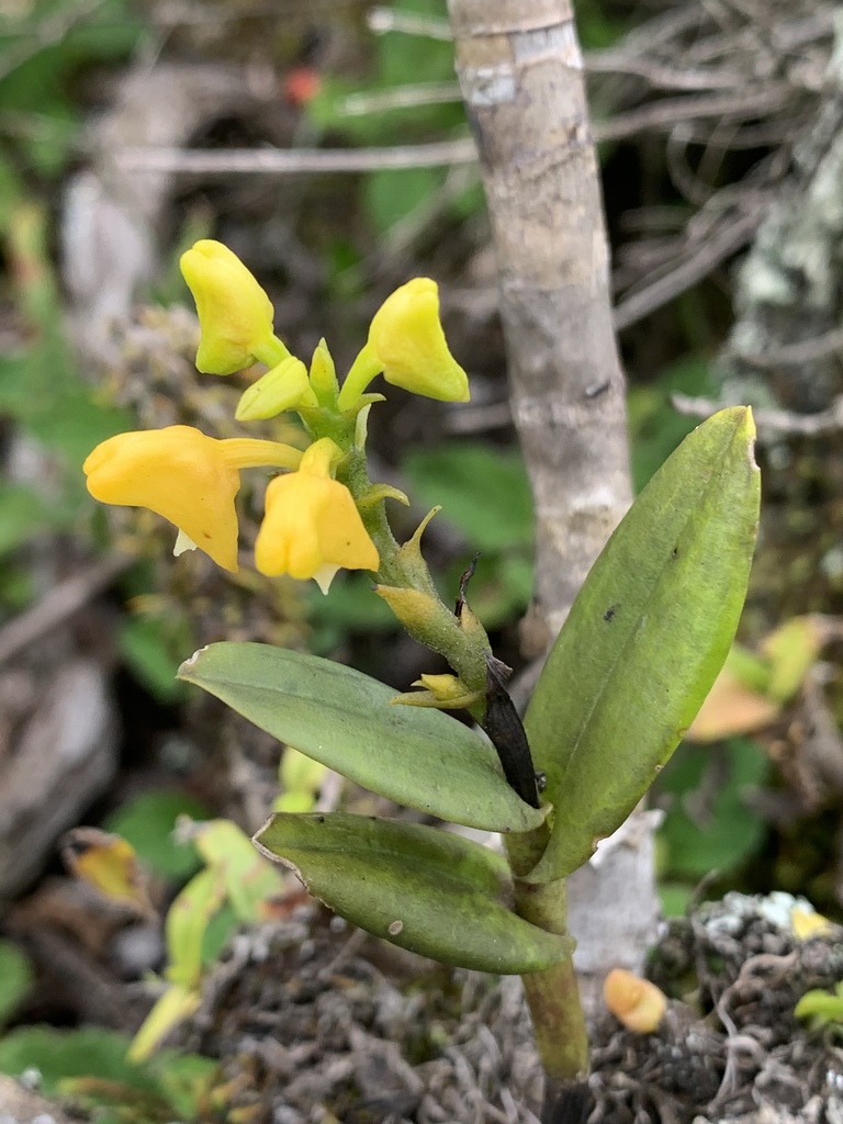 Polystachya transvaalensis image