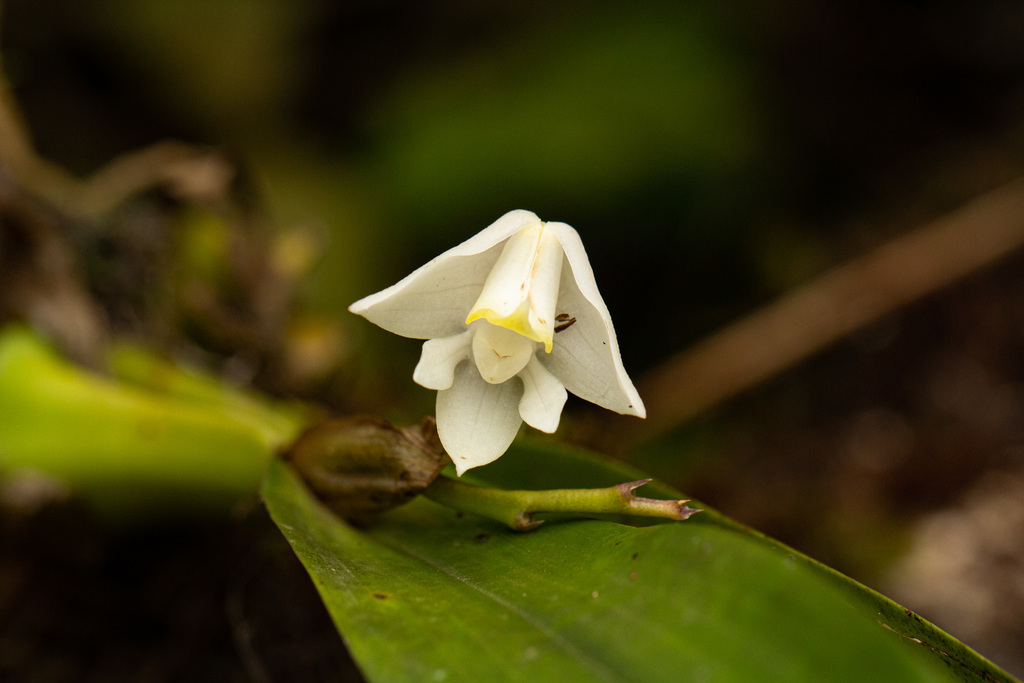 Polystachya virginea image