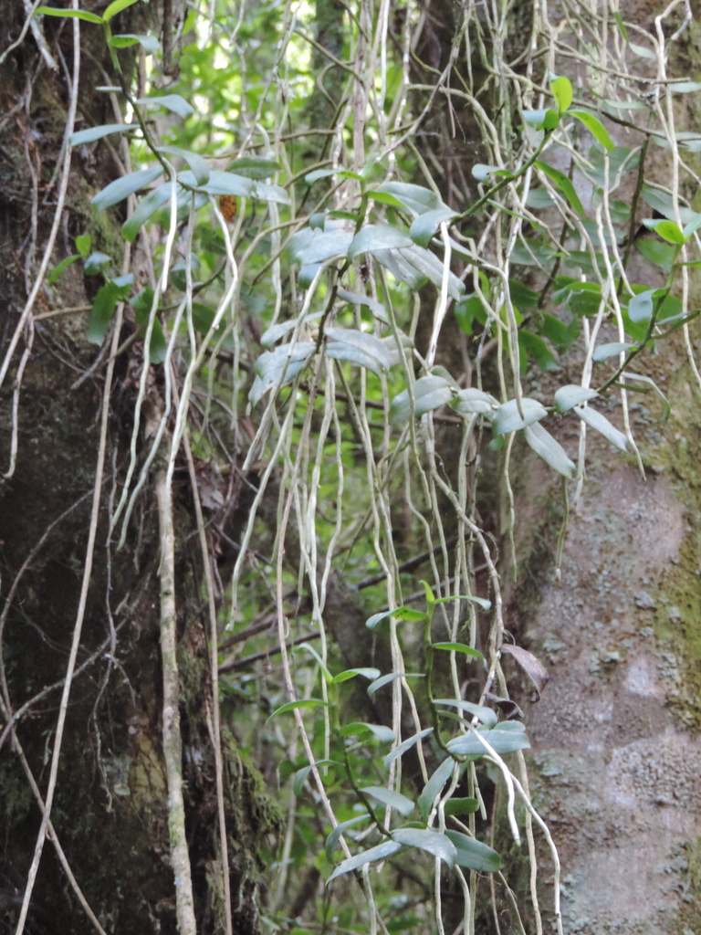 Rhipidoglossum image