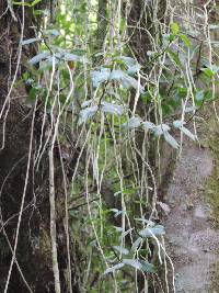 Image of Rhipidoglossum bilobatum