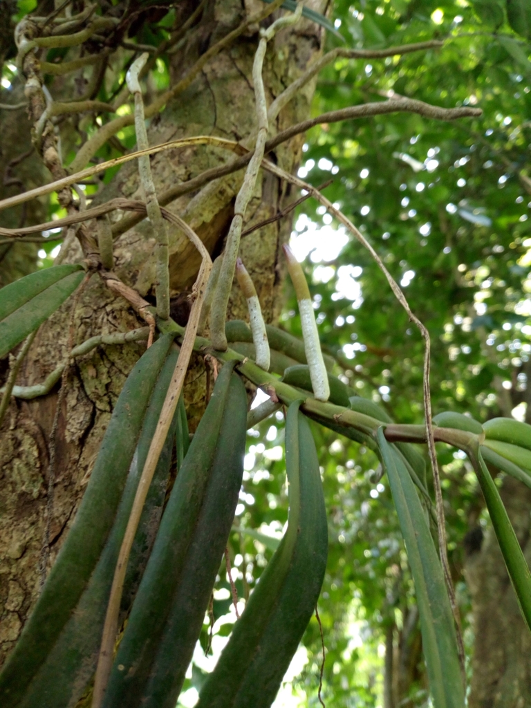 Rhipidoglossum rutilum image