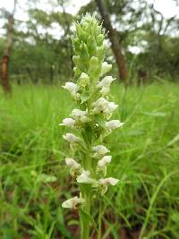 Image of Satyrium amblyosaccos