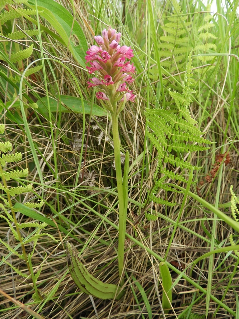 Satyrium breve image