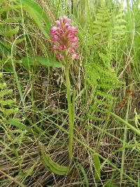 Image of Satyrium breve