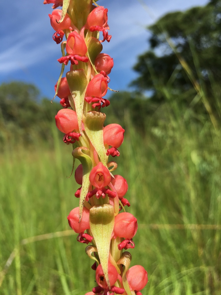Satyrium coriophoroides image