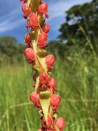 Image of Satyrium coriophoroides