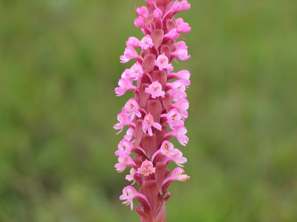Satyrium image