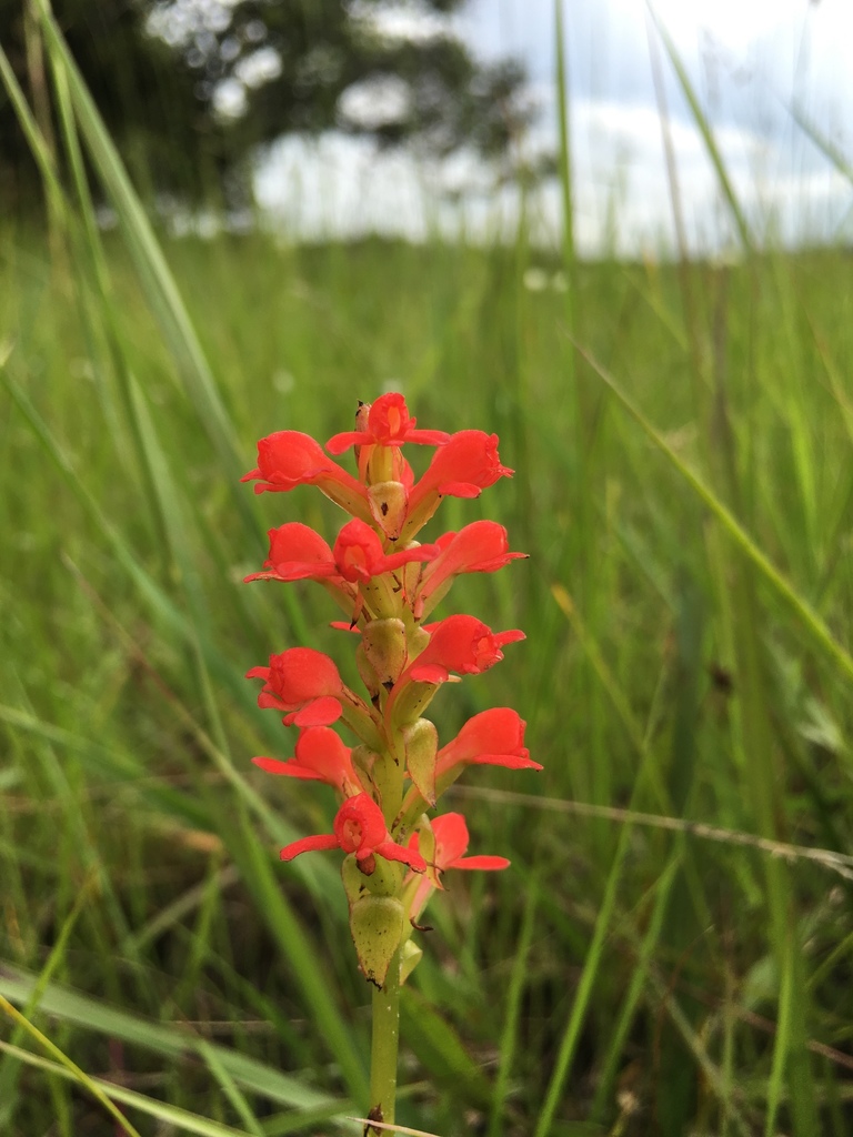 Satyrium orbiculare image