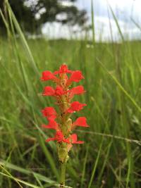 Image of Satyrium orbiculare