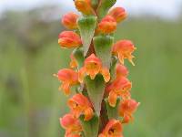 Image of Satyrium sceptrum