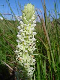 Image of Satyrium trinerve