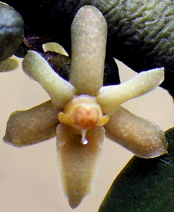 Tridactyle anthomaniaca image
