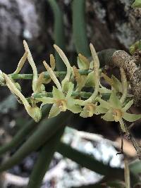 Image of Tridactyle tridentata