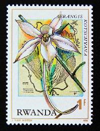 Image of Aerangis kotschyana