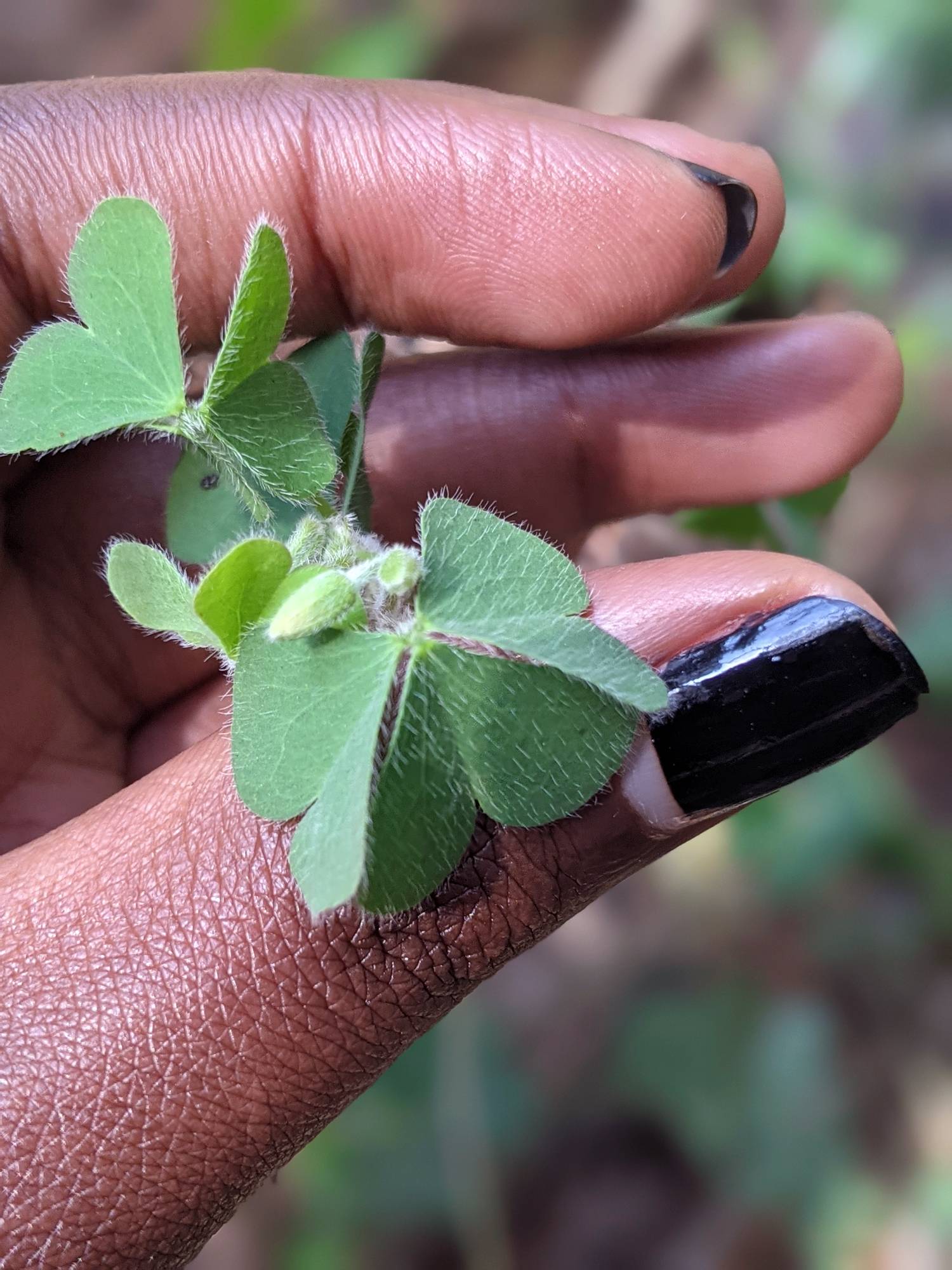 Oxalis dillenii image