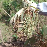 Image of Bocconia frutescens