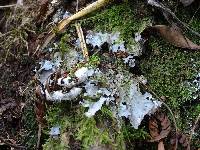 Image of Peltigera dolichorhiza