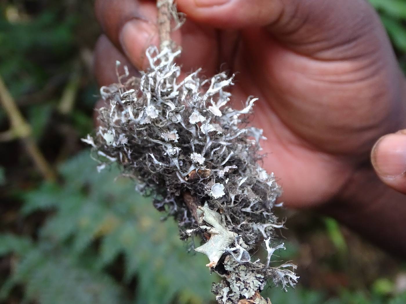 Physciaceae image